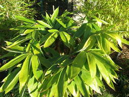 Image of broadleaf bamboo