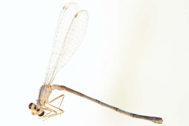 Image of Lilypad Forktail