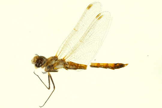 Image of Variegated Meadowhawk