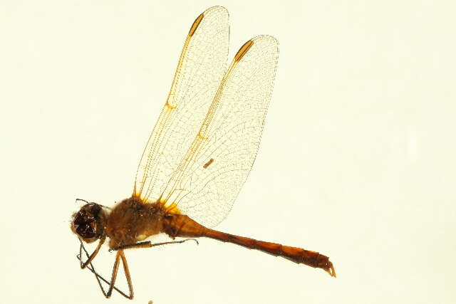 Image of Saffron-winged Meadowhawk