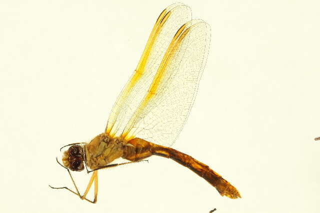 Image of Saffron-winged Meadowhawk