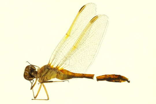 Image of Saffron-winged Meadowhawk