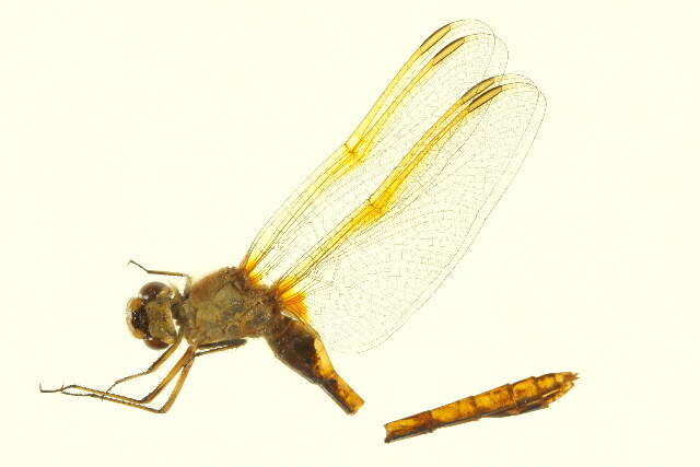 Image of Saffron-winged Meadowhawk