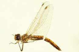 Image of Variegated Meadowhawk