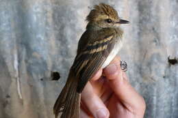 Image of tyrant flycatchers