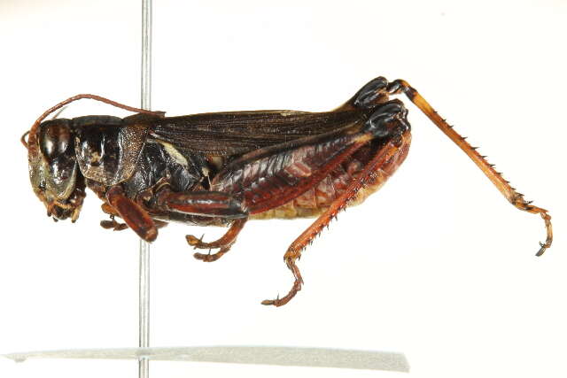 Melanoplus fasciatus (Walker & F. 1870)的圖片