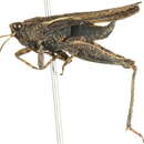 Image of Tetrix subulata (Linnaeus 1758)