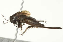 Image of Gray Ground Cricket