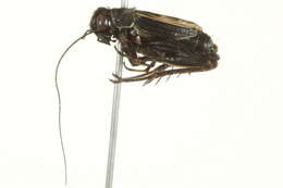 Image of winged bush crickets