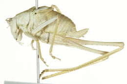 Image of Oblong-winged Katydid