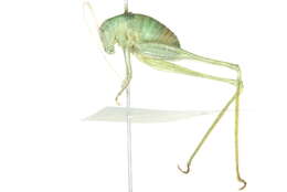 Image of Oblong-winged Katydid