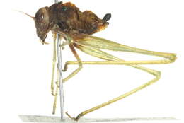 Image of Oblong-winged Katydid