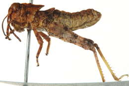 Trimerotropis agrestis McNeill 1900 resmi