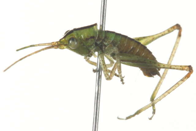 Слика од Conocephalus (Conocephalus) brevipennis (Scudder & S. H. 1862)