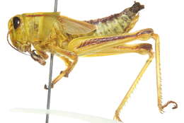 Melanoplus bivittatus (Say 1825)的圖片