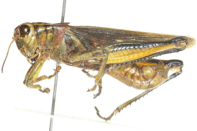 Melanoplus bivittatus (Say 1825)的圖片