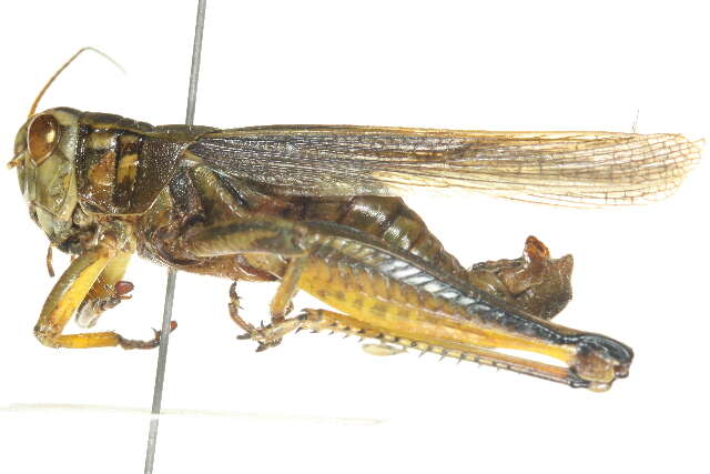 Melanoplus bivittatus (Say 1825)的圖片