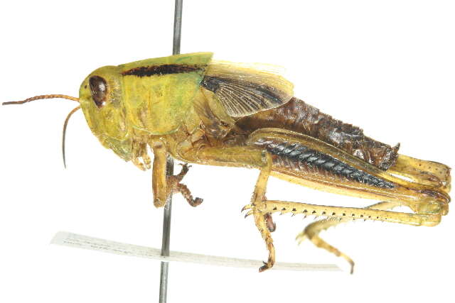 Melanoplus bivittatus (Say 1825)的圖片