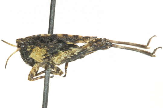 Tetrix subulata (Linnaeus 1758)的圖片