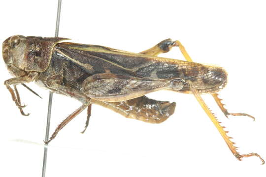 Image of Coral-winged Grasshopper