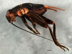 Image of Fall Field Cricket