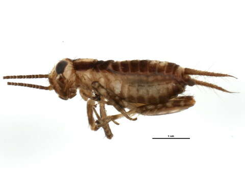 Image of Spotted Ground Cricket