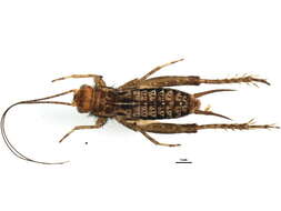 Image of Striped Ground Cricket