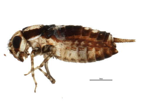 Image of Spotted Ground Cricket