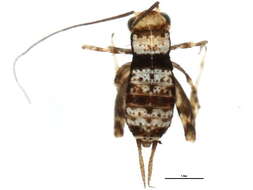 Image of Spotted Ground Cricket