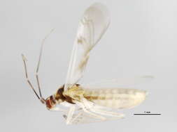 Image of Tupiocoris similis (Kelton 1980)