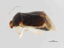 Image of Monalocoris americanus Wagner & Slater 1952