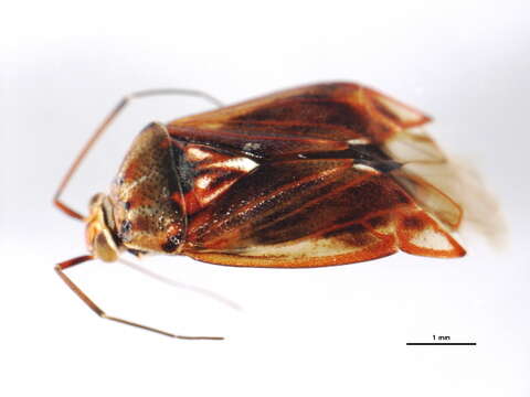 Image of Lygus plagiatus Uhler 1895