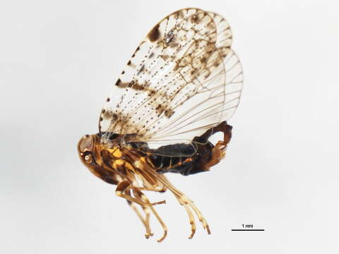 Image of Cixius (Cixius) nervosus (Linné 1758)