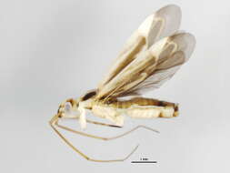 Image of Two-spotted Grass Bug