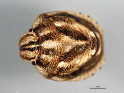 Image of Eurygaster alternata (Say 1828)