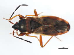 صورة Eremocoris borealis (Dallas & W. S. 1852)