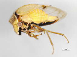 Image of <i>Ceresa basalis</i>