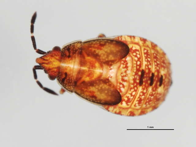 Image of Birch Catkin Bug