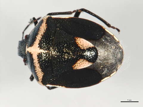 Image of Twice-stabbed Stink Bug