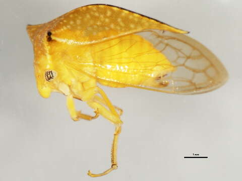 Image of Stictocephala taurina Fitch