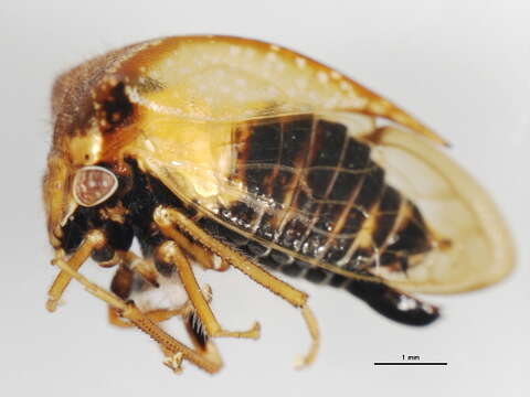 Image of <i>Ceresa basalis</i>