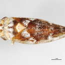 Image of <i>Aphrophora parallella</i>