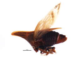 Image of Campylenchia latipes Say