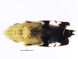 Image of Neohecalus lineatus Uhler 1877