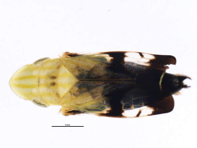 Image of Neohecalus lineatus Uhler 1877