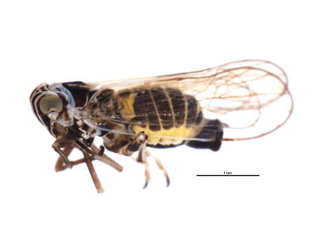 Image of Fulgoroidea