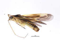 Image of Two-spotted Grass Bug