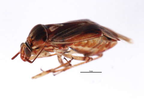 Image of Lygus plagiatus Uhler 1895