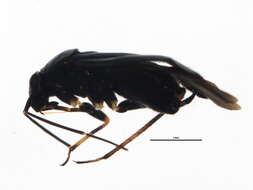 Slaterocoris stygicus (Say 1832)的圖片