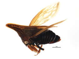 Image of Campylenchia latipes Say